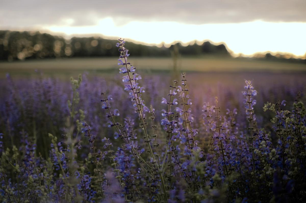 Séance photo dans les champs de sauge violette en Alsace - mArgot Photographie