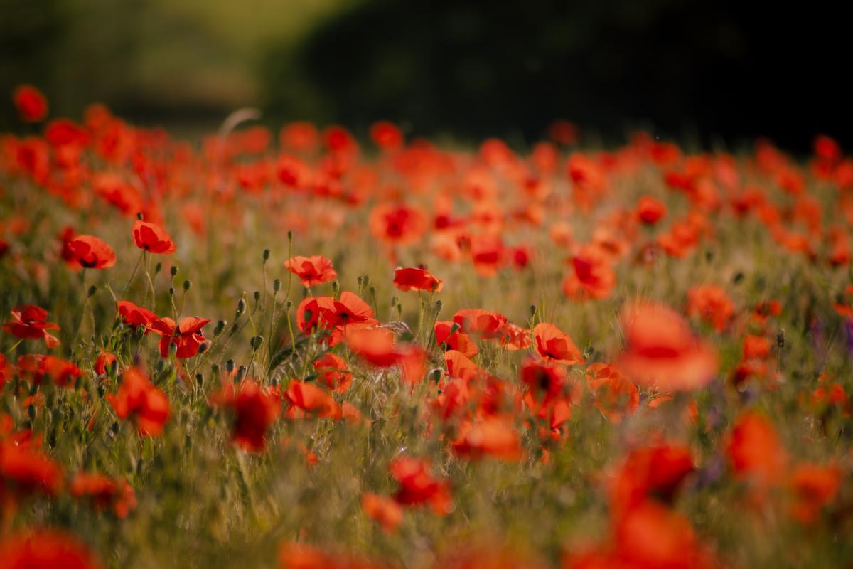 Portrait d’Émilie entourée de coquelicots