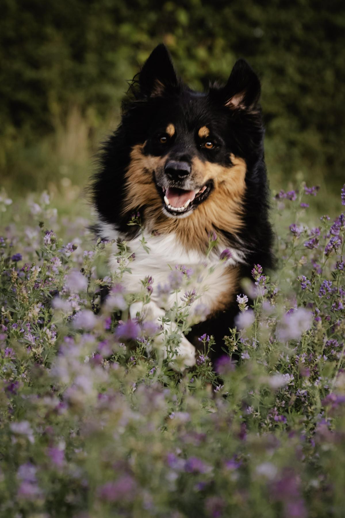 Portrait chien animal de compagnie Alsace photographe