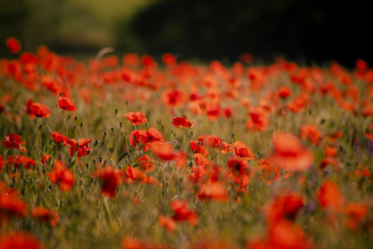 Portrait Émilie champs coquelicots Alsace photographe portrait